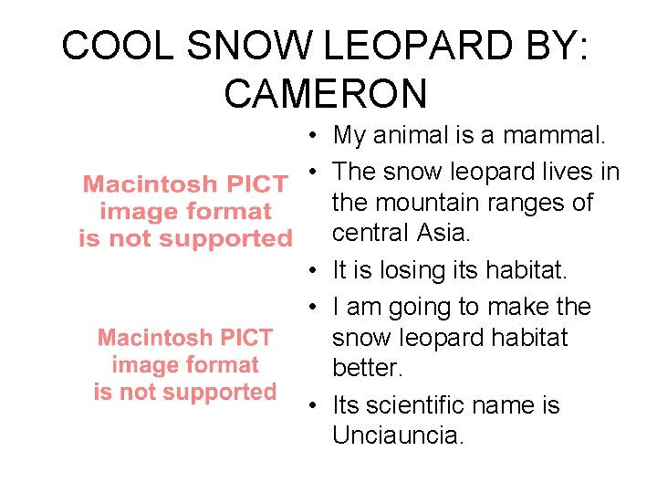 COOL SNOW LEOPARD BY: CAMERON • My animal is a mammal. • The snow