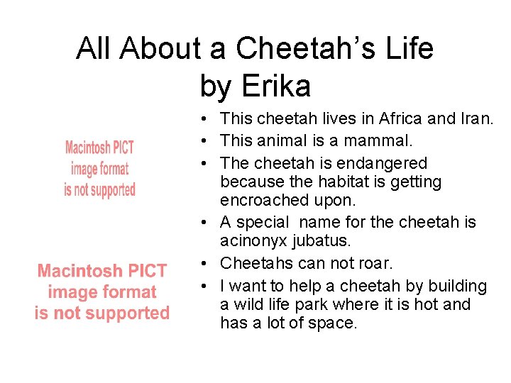 All About a Cheetah’s Life by Erika • This cheetah lives in Africa and