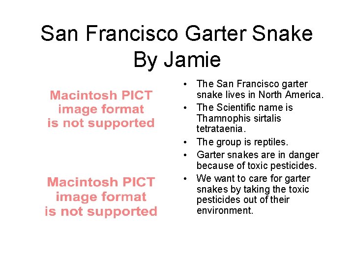 San Francisco Garter Snake By Jamie • The San Francisco garter snake lives in