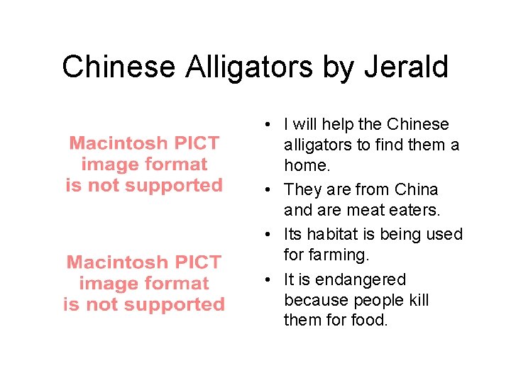 Chinese Alligators by Jerald • I will help the Chinese alligators to find them