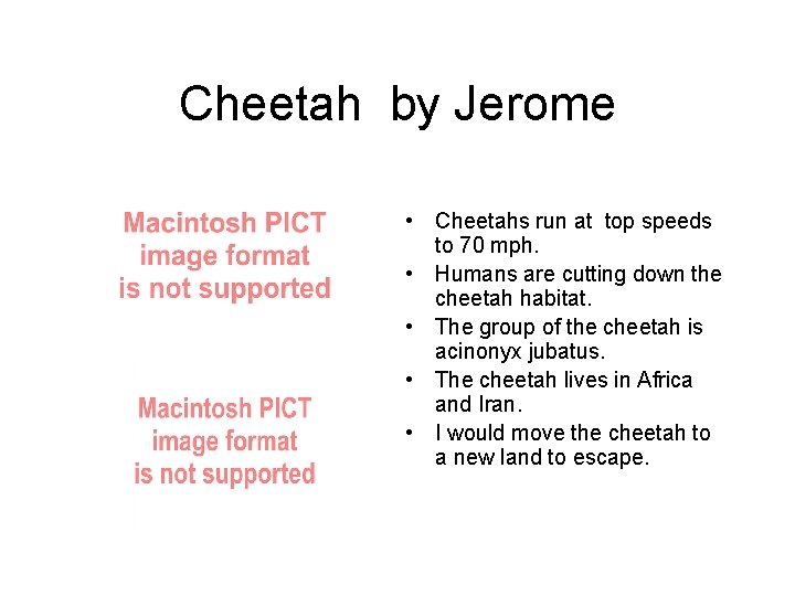 Cheetah by Jerome • Cheetahs run at top speeds to 70 mph. • Humans