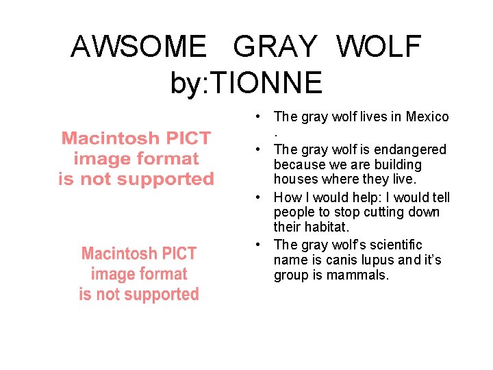 AWSOME GRAY WOLF by: TIONNE • The gray wolf lives in Mexico. • The