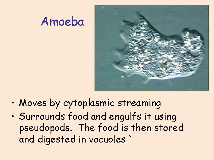 Amoeba • Moves by cytoplasmic streaming • Surrounds food and engulfs it using pseudopods.