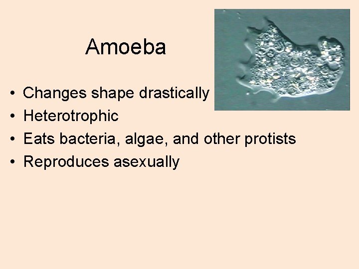 Amoeba • • Changes shape drastically Heterotrophic Eats bacteria, algae, and other protists Reproduces