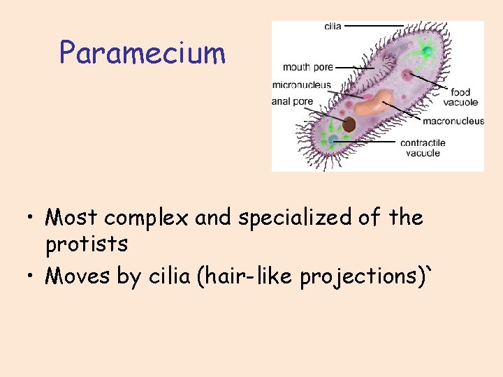 Paramecium • Most complex and specialized of the protists • Moves by cilia (hair-like