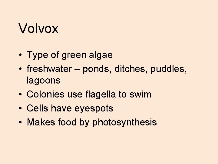 Volvox • Type of green algae • freshwater – ponds, ditches, puddles, lagoons •