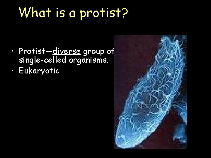 What is a protist? • Protist—diverse group of single-celled organisms. • Eukaryotic 