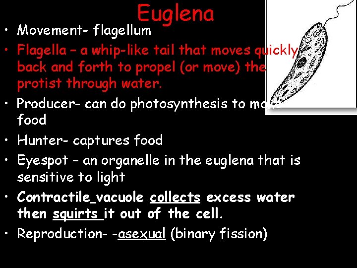 Euglena • Movement- flagellum • Flagella – a whip-like tail that moves quickly back