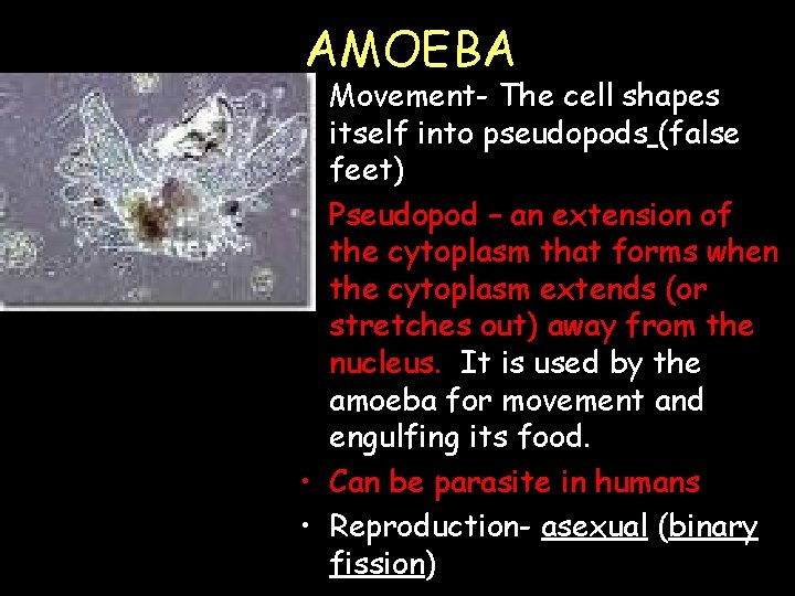 AMOEBA • Movement- The cell shapes itself into pseudopods (false feet) • Pseudopod –