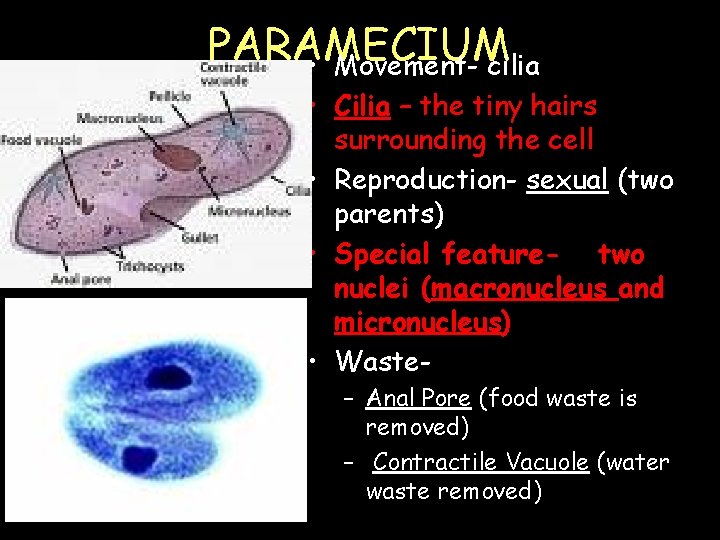 PARAMECIUM • Movement- cilia • Cilia – the tiny hairs surrounding the cell •