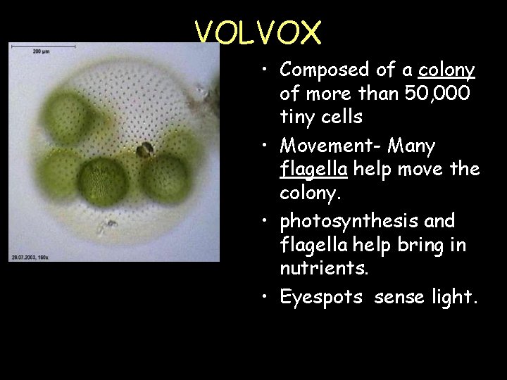VOLVOX • Composed of a colony of more than 50, 000 tiny cells •