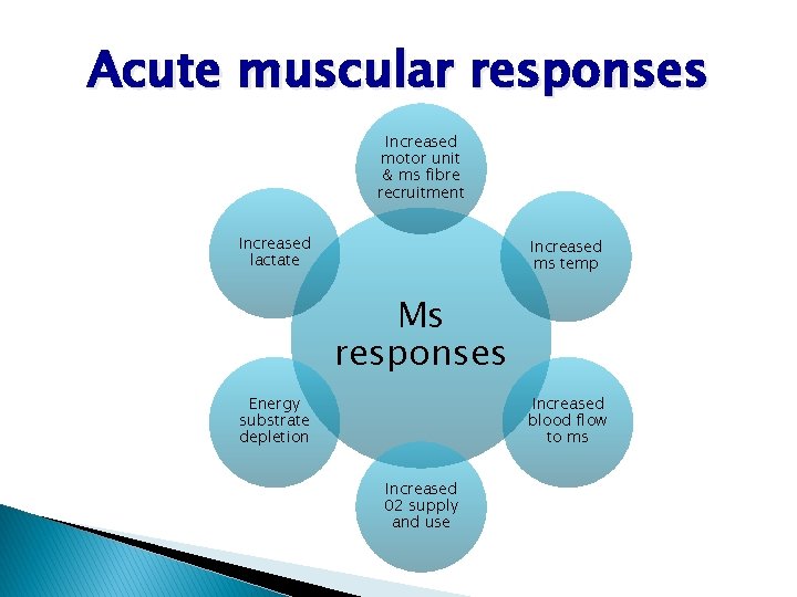 Acute muscular responses Increased motor unit & ms fibre recruitment Increased lactate Increased ms Acute muscular responses Increased motor unit & ms fibre recruitment Increased lactate Increased ms