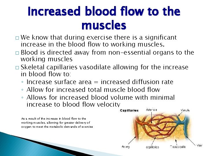 Increased blood flow to the muscles We know that during exercise there is a Increased blood flow to the muscles We know that during exercise there is a