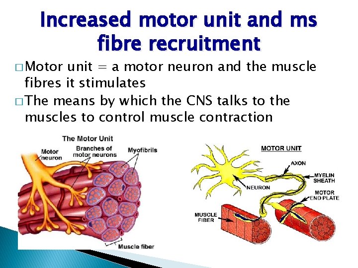 Increased motor unit and ms fibre recruitment � Motor unit = a motor neuron Increased motor unit and ms fibre recruitment � Motor unit = a motor neuron