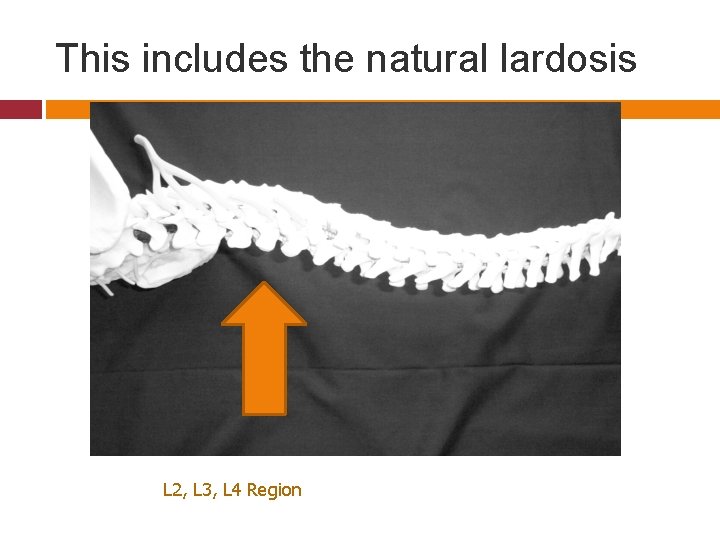 This includes the natural lardosis L 2, L 3, L 4 Region 