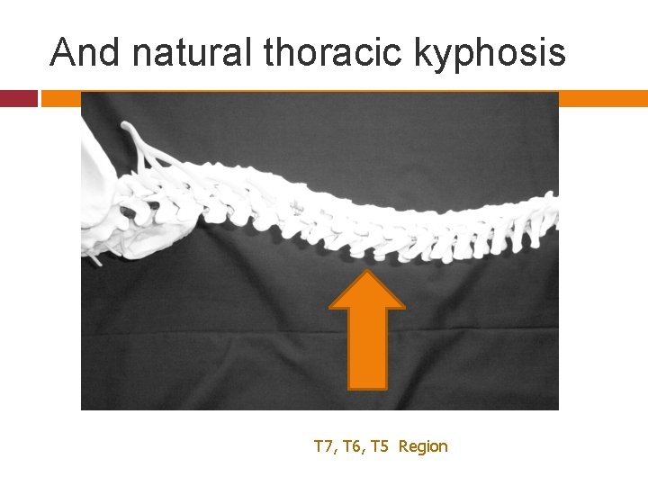 And natural thoracic kyphosis T 7, T 6, T 5 Region 