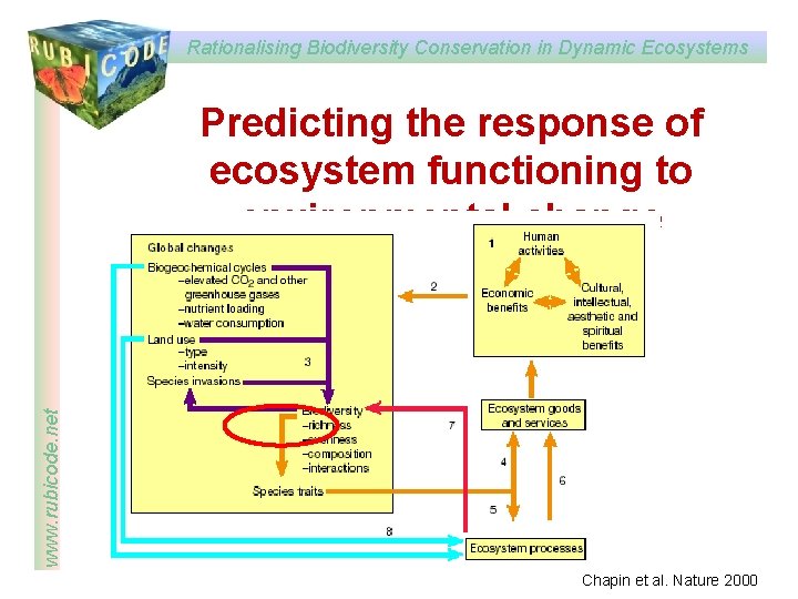 Rationalising Biodiversity Conservation in Dynamic Ecosystems www. rubicode. net Predicting the response of ecosystem