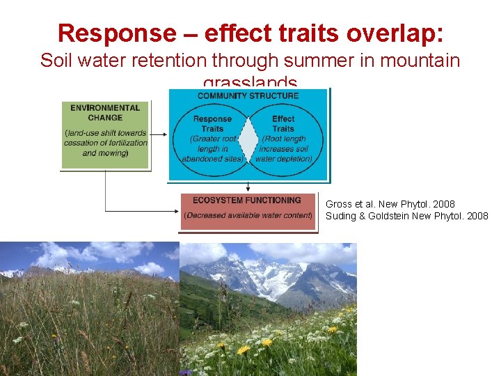 Response – effect traits overlap: Soil water retention through summer in mountain grasslands Gross