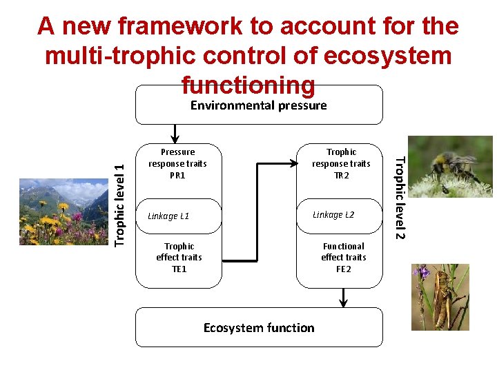 A new framework to account for the multi-trophic control of ecosystem functioning Pressure response