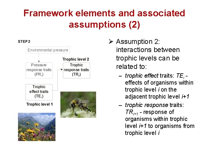 Framework elements and associated assumptions (2) Ø Assumption 2: interactions between trophic levels can