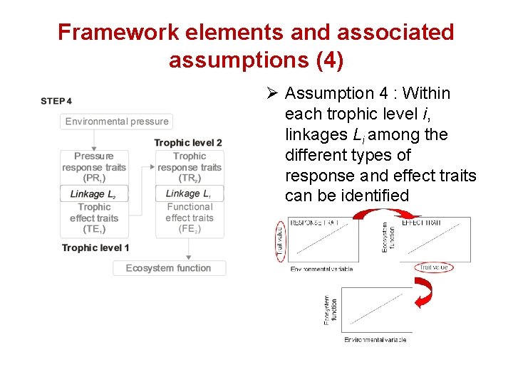Framework elements and associated assumptions (4) Ø Assumption 4 : Within each trophic level