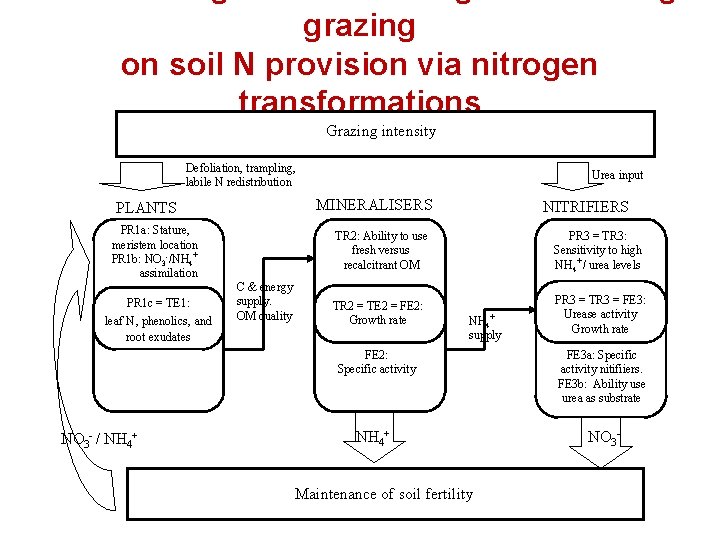 grazing on soil N provision via nitrogen transformations Grazing intensity Defoliation, trampling, labile N