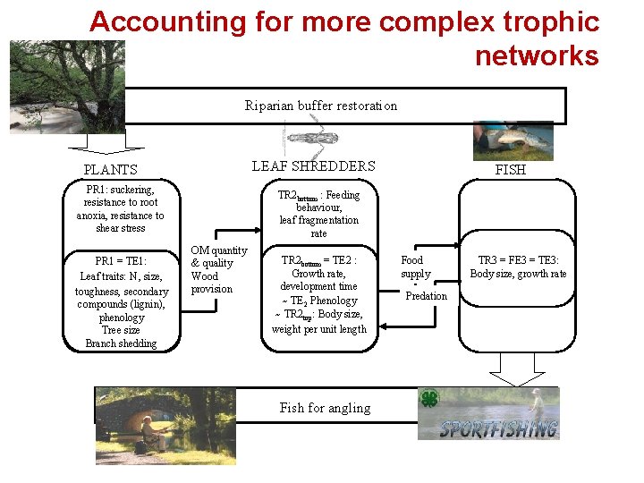 Accounting for more complex trophic networks Riparian buffer restoration LEAF SHREDDERS PLANTS PR 1: