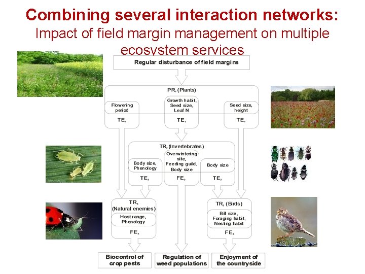 Combining several interaction networks: Impact of field margin management on multiple ecosystem services 