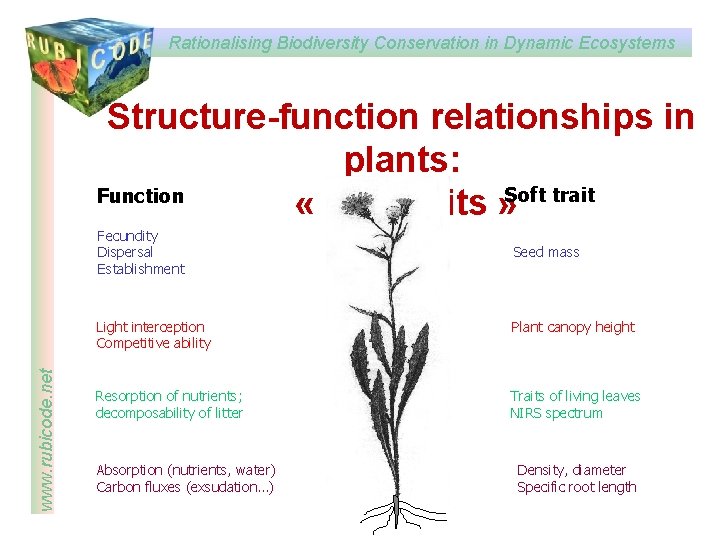 Rationalising Biodiversity Conservation in Dynamic Ecosystems Structure-function relationships in plants: Function « soft traits