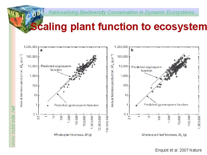Rationalising Biodiversity Conservation in Dynamic Ecosystems www. rubicode. net Scaling plant function to ecosystem