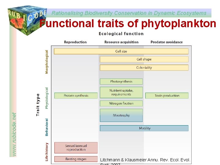 Rationalising Biodiversity Conservation in Dynamic Ecosystems www. rubicode. net Functional traits of phytoplankton Litchmann