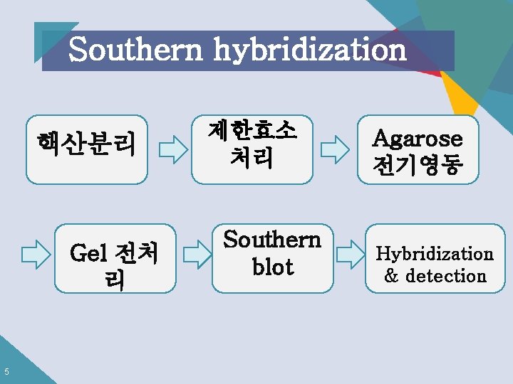 Southern hybridization 핵산분리 Gel 전처 리 5 제한효소 처리 Southern blot Agarose 전기영동 Hybridization