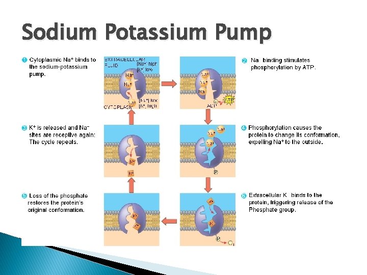 Sodium Potassium Pump 