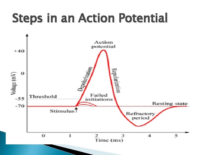 Steps in an Action Potential 