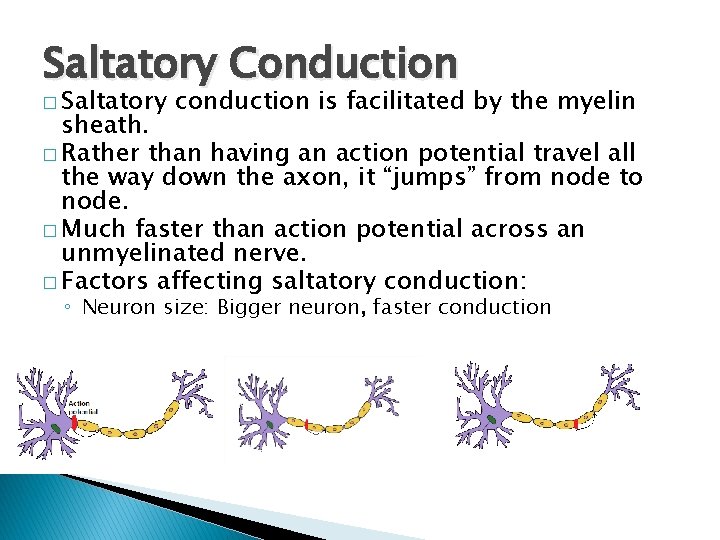 Saltatory Conduction � Saltatory conduction is facilitated by the myelin sheath. � Rather than