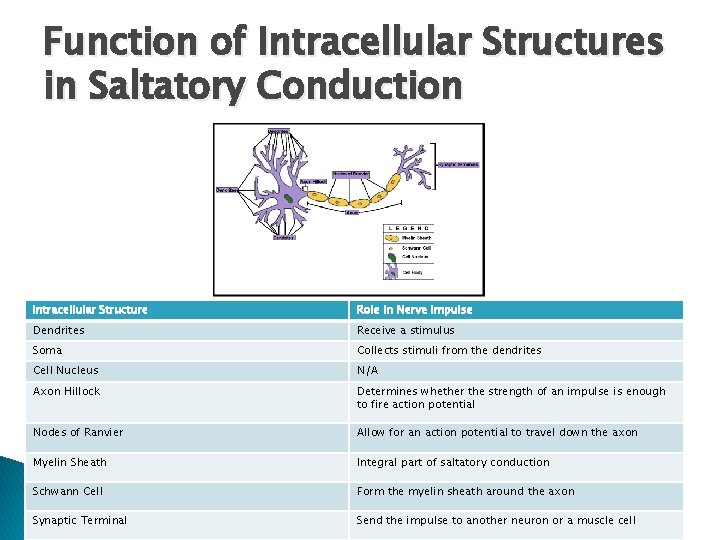 Function of Intracellular Structures in Saltatory Conduction Intracellular Structure Role in Nerve Impulse Dendrites