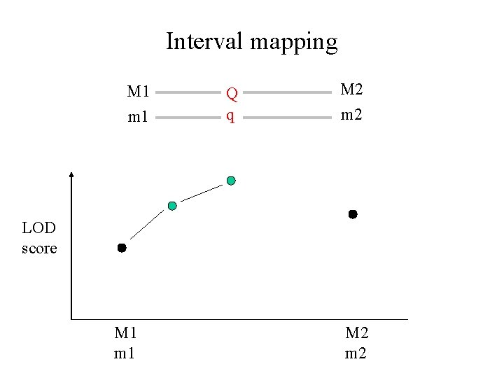 Interval mapping M 1 m 1 Q q M 2 m 2 LOD score
