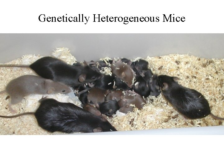 Genetically Heterogeneous Mice 