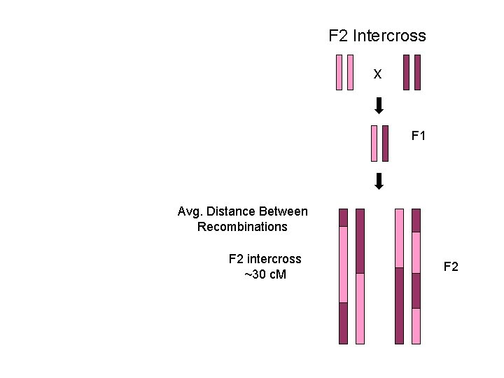 F 2 Intercross x F 1 Avg. Distance Between Recombinations F 2 intercross ~30