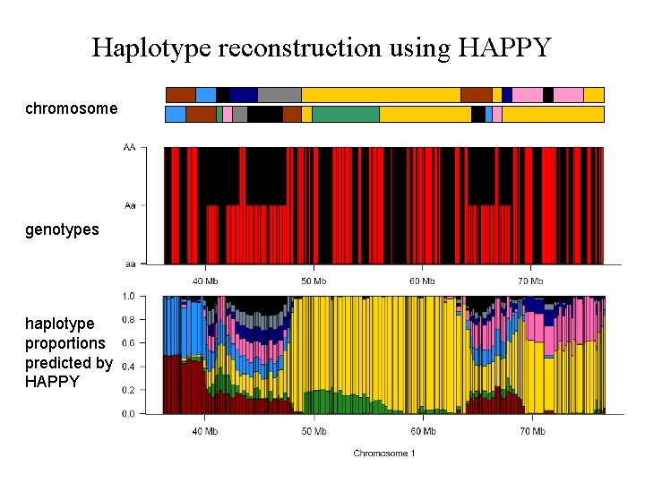 Haplotype reconstruction using HAPPY chromosome genotypes haplotype proportions predicted by HAPPY 