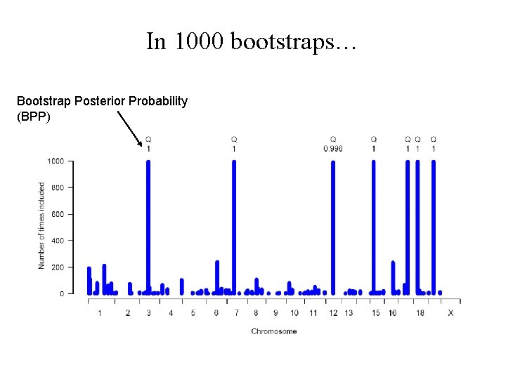 In 1000 bootstraps… Bootstrap Posterior Probability (BPP) 