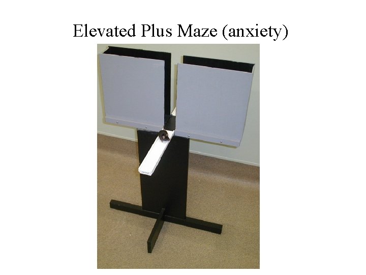 Elevated Plus Maze (anxiety) 