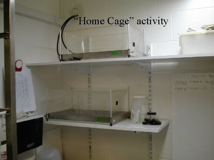 “Home Cage” activity 