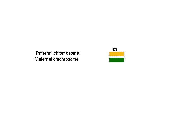 Paternal chromosome Maternal chromosome m 