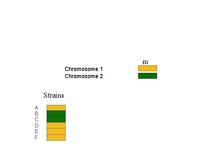m Chromosome 1 Chromosome 2 Strains A B C D E F 