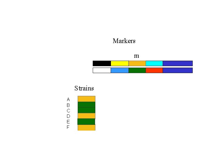 Markers m Strains A B C D E F 