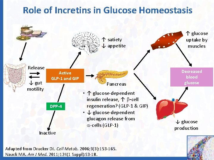 Role of Incretins in Glucose Homeostasis ↑ satiety ↓ appetite Release ↓ gut motility