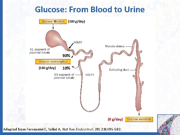 Glucose: From Blood to Urine (180 g/day) 90% (180 g/day) 10% (0 g/day) Adapted