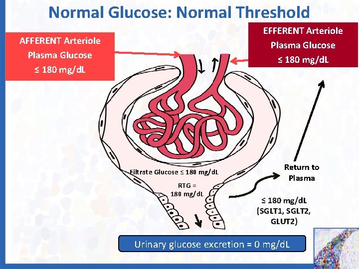 Normal Glucose: Normal Threshold EFFERENT Arteriole Plasma Glucose ≤ 180 mg/d. L AFFERENT Arteriole