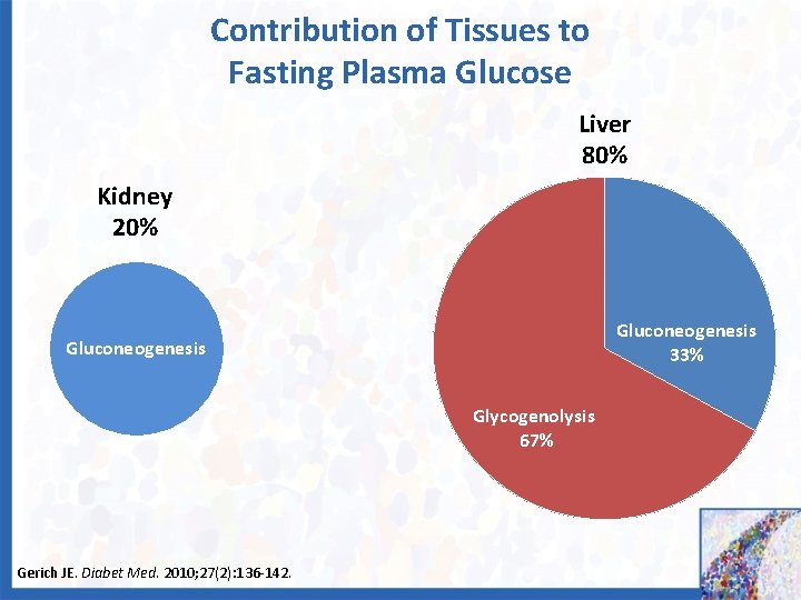 Contribution of Tissues to Fasting Plasma Glucose Liver 80% Kidney 20% Gluconeogenesis 33% Gluconeogenesis